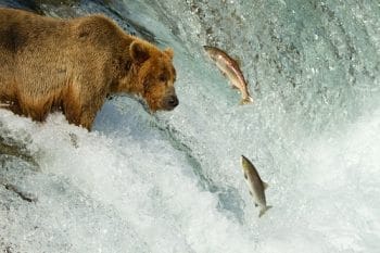 wild-catch-salmon