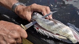 A fisherman uses a sharp fillet knife for cleaning fish